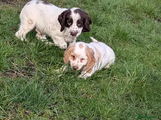 Cocker Spaniel dogs Cocker spaniel puppies - Advert 15