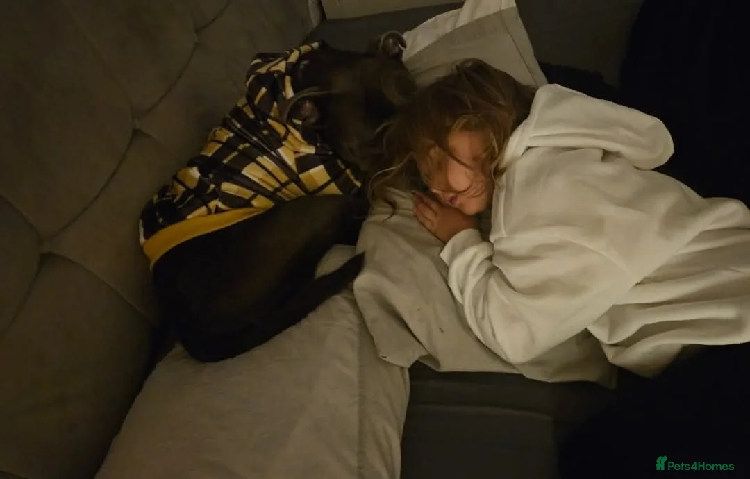 Staffordshire Bull Terrier dogs for stud: BLUE Proven 50+ litters, natural and artificial  in Erith - Advert 11