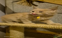 Maine Coon cats for sale: Maine Coon kittens Glasgow  - Image 9