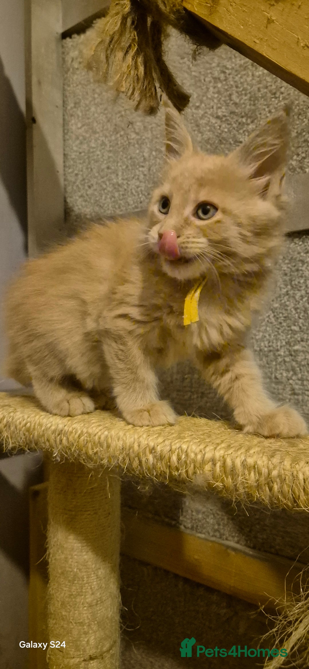 Maine Coon cats for sale: Maine Coon kittens Glasgow  - Image 9