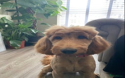 Cockapoo dogs for sale: Meet Zara – Your New Best Friend  - Image 3