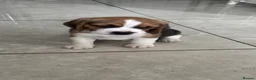 Beagle dogs for sale: Beautiful Beagles(ready now) - Advert 18