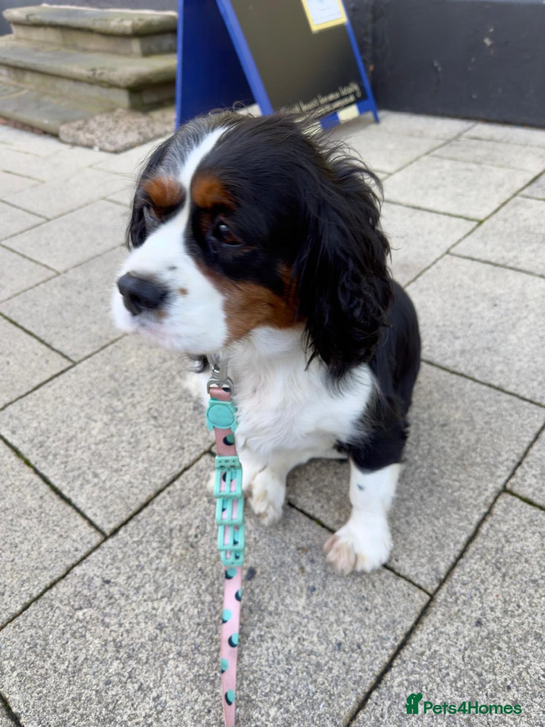 Cavalier King Charles Spaniel dogs for sale: lovely girls available - Advert 10