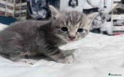 Mixed Breed cats for sale: Kittens for sale - Image 10