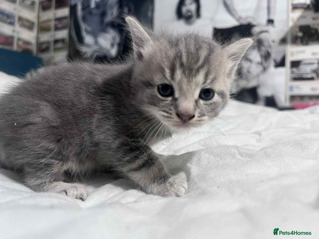 Mixed Breed cats for sale: Kittens for sale - Image 10