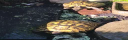 Tortoise reptiles for sale: 5 X Adult Hermann Tortoises  - Advert 3