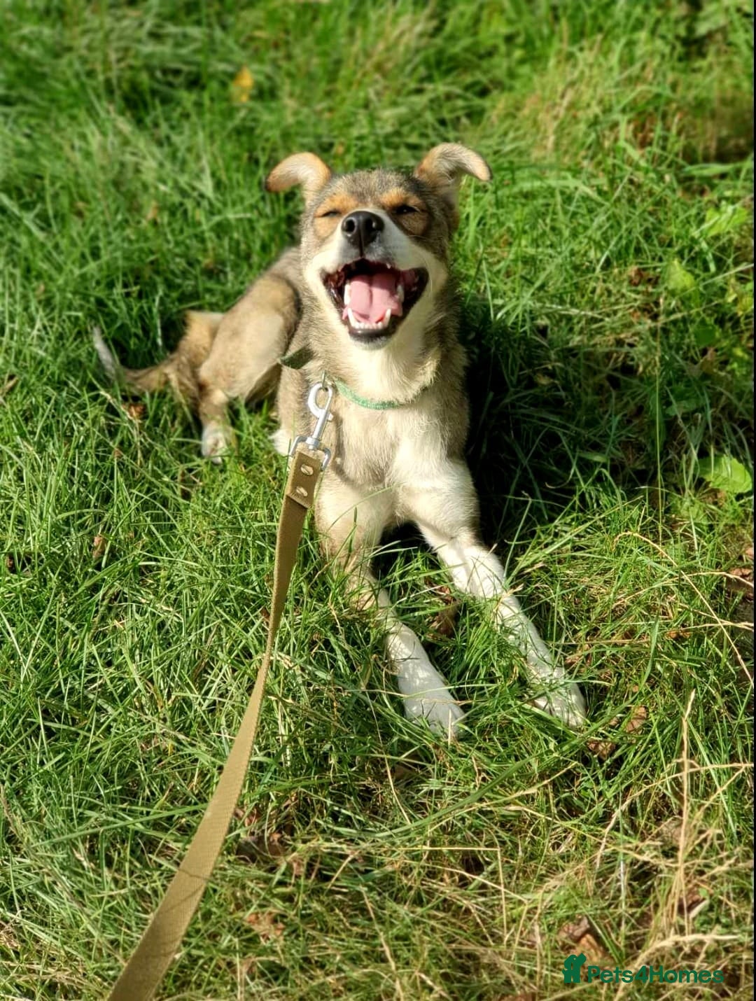 Mixed Breed dogs for adoption: 💖🐶 LASKA 🐶💖 - Image 7