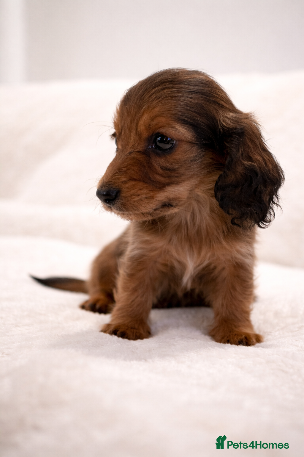 Miniature Dachshund dogs ✨MINI DACHSHUND LONG HAIR ✨👑 KC 👑 - Advert 2
