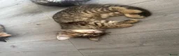 Mixed Breed cats for sale: 3 gorgeous kittens looking for loving home  - Advert 10