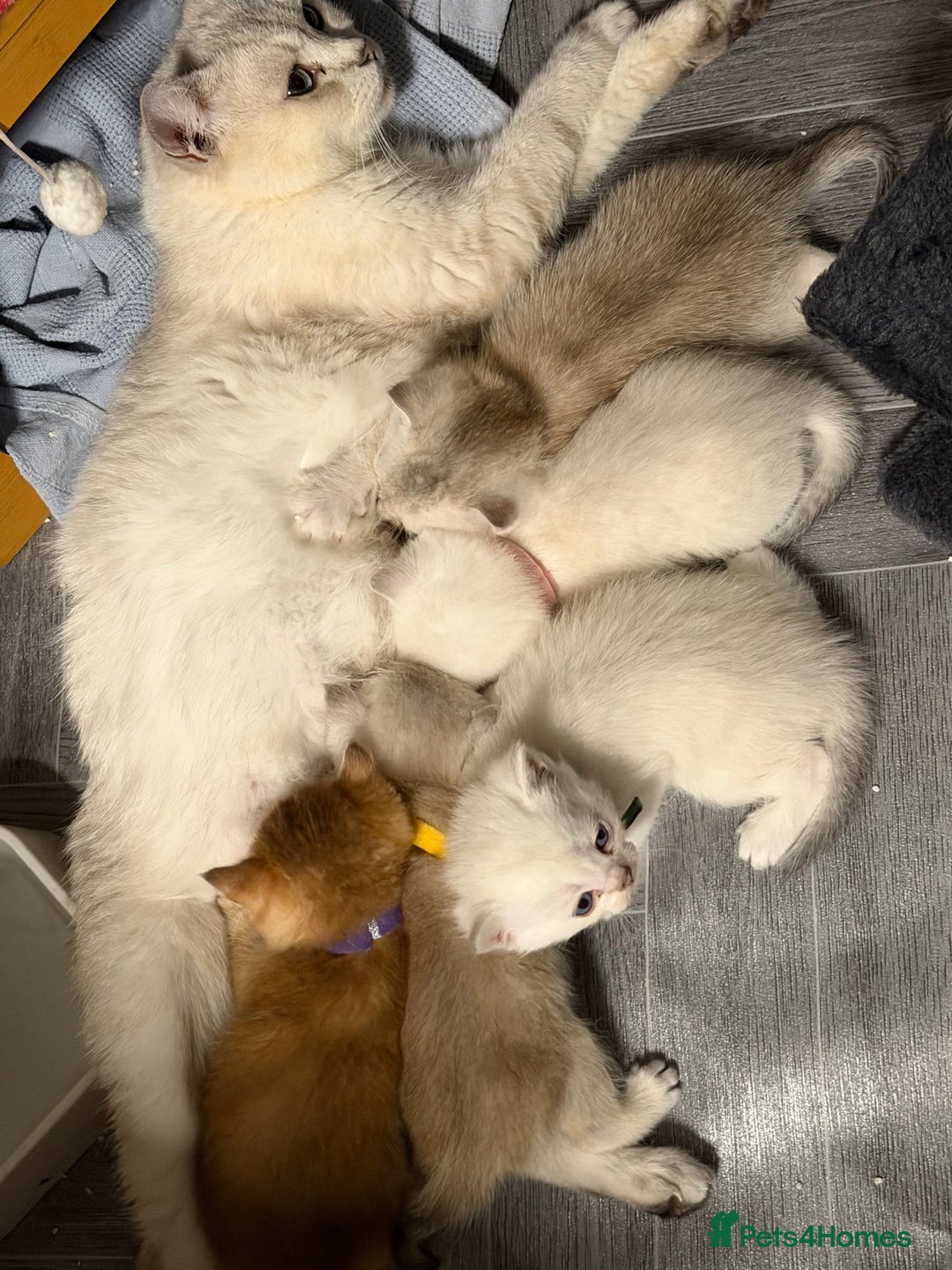 British Shorthair cats for sale: Adorable British sh silver shaded TICA - Advert 10