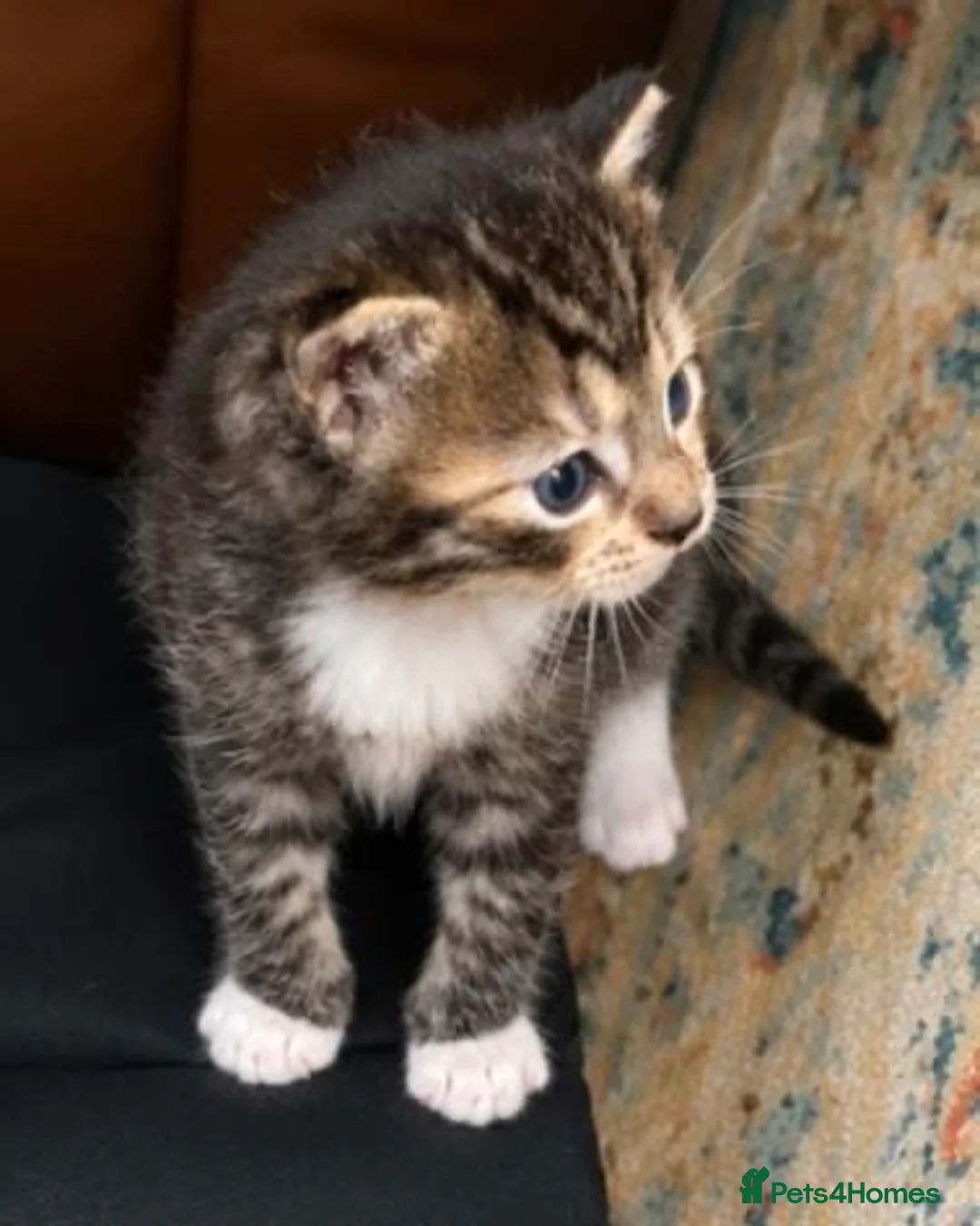 Ragdoll cats for sale: Ragdoll Kittens  - Advert 2