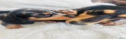 Miniature Dachshund dogs for sale: Miniature Dacshund’s  - Advert 13