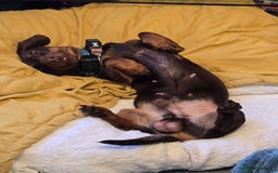Dachshund dogs for stud: Stud for use - Image 3