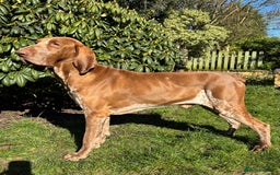 Bracco Italiano dogs for stud: Bracco Italiano for stud - Image 11