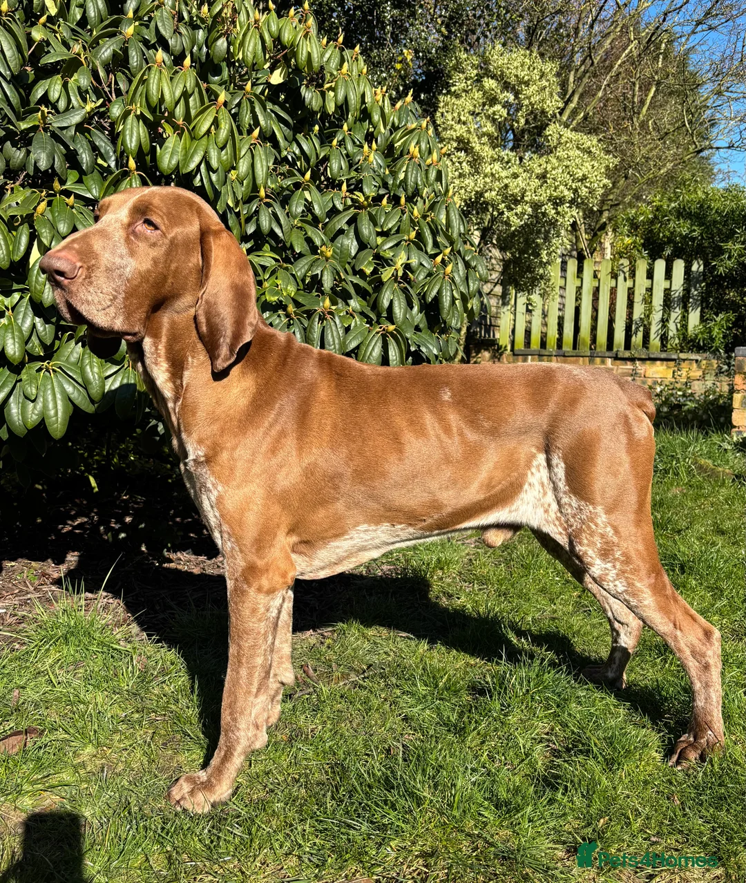 Bracco Italiano dogs for stud: Bracco Italiano for stud - Advert 11