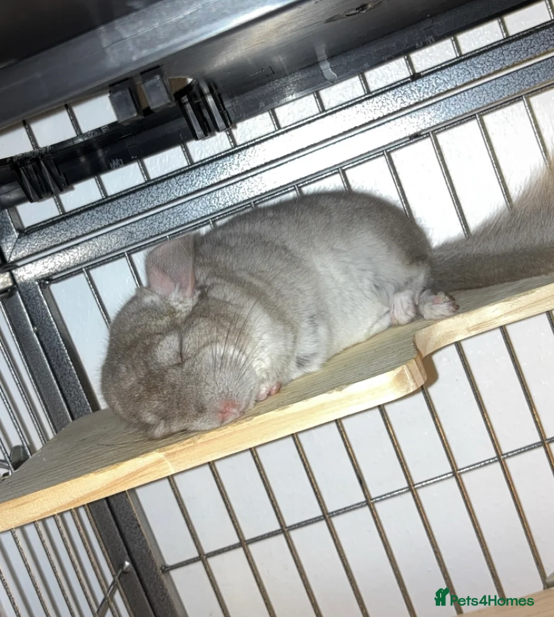 Chinchilla rodents for sale: Chinchilla beige male looking for new home - Advert 2