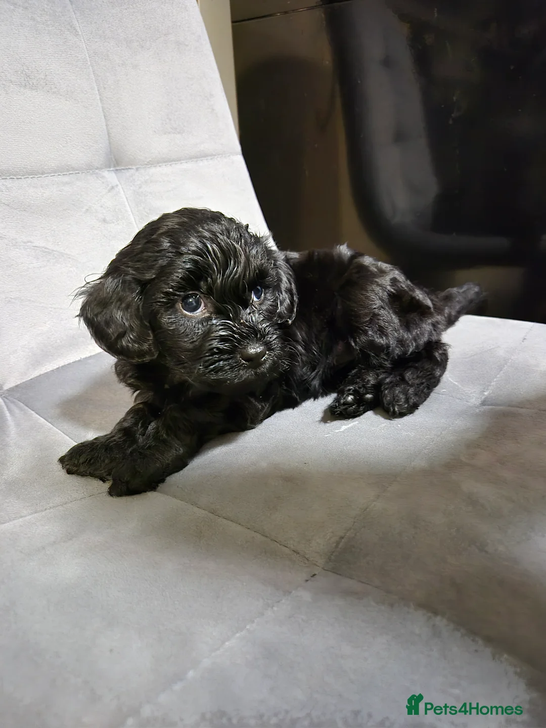 Cockapoo dogs for sale: 7 Cockapoo puppies - Advert 9