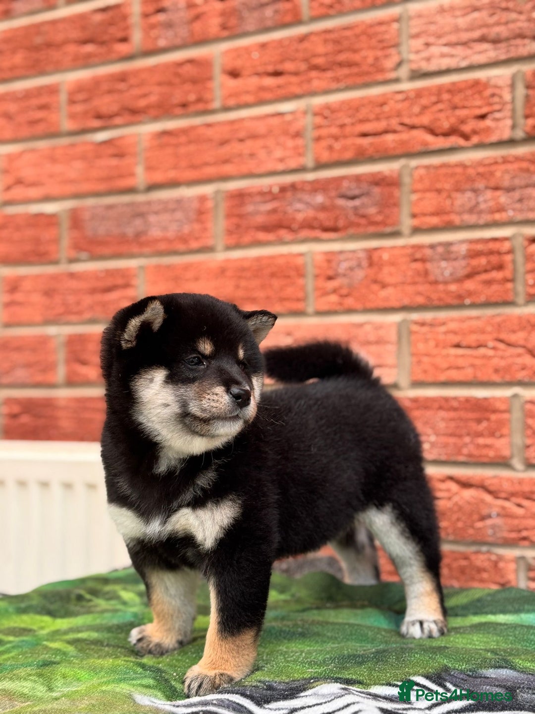 Japanese Shiba Inu dogs for sale: Health tested champion blood  Japanese Shiba Inu - Image 2