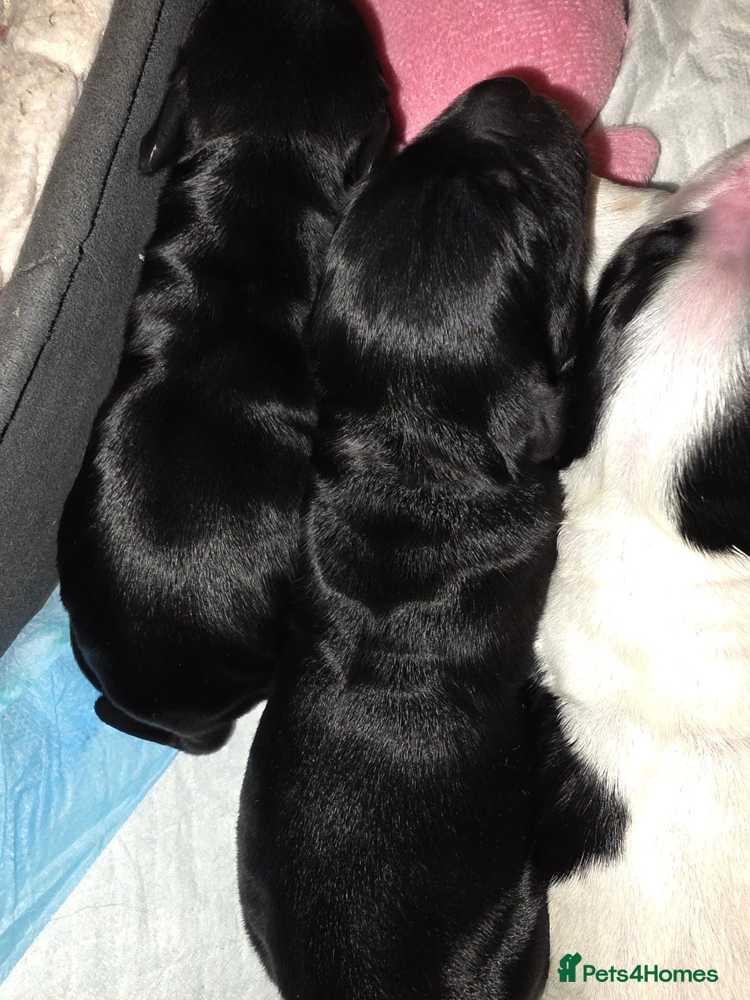 Cocker Spaniel dogs for sale: Cocker Spaniel Puppies - Advert 14