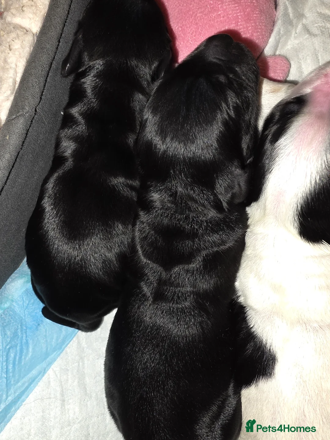 Cocker Spaniel dogs for sale: Cocker Spaniel Puppies (available for veiwing) - Advert 26