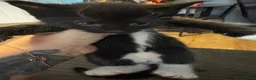 Mixed Breed cats for sale: 2 beautiful black and white kittens - Advert 5