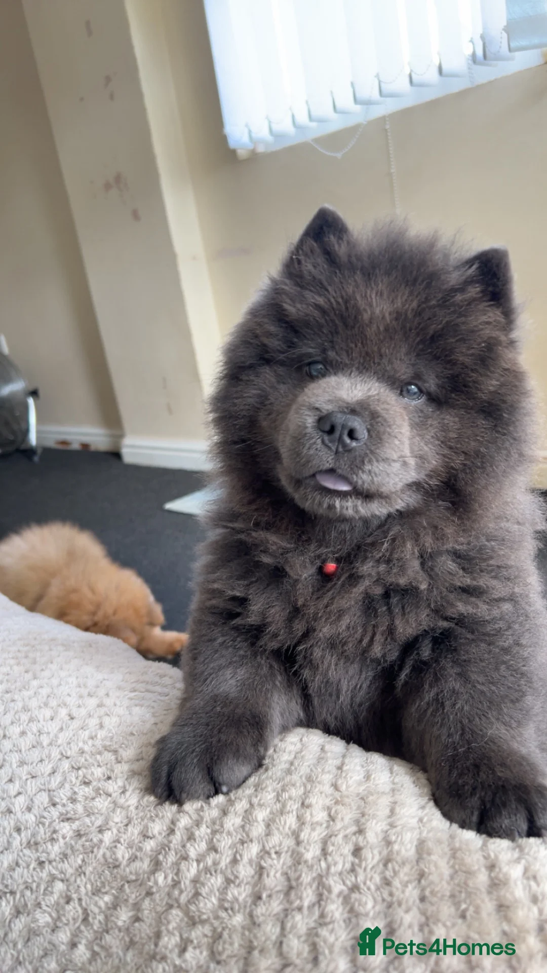 Chow Chow dogs for sale: Ready to Leave! 2 Beautiful Chow Chows 💙🩷 - Advert 2