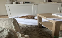 British Shorthair cats for sale: Our wonderful boy, Ferguson for sale  - Advert 10