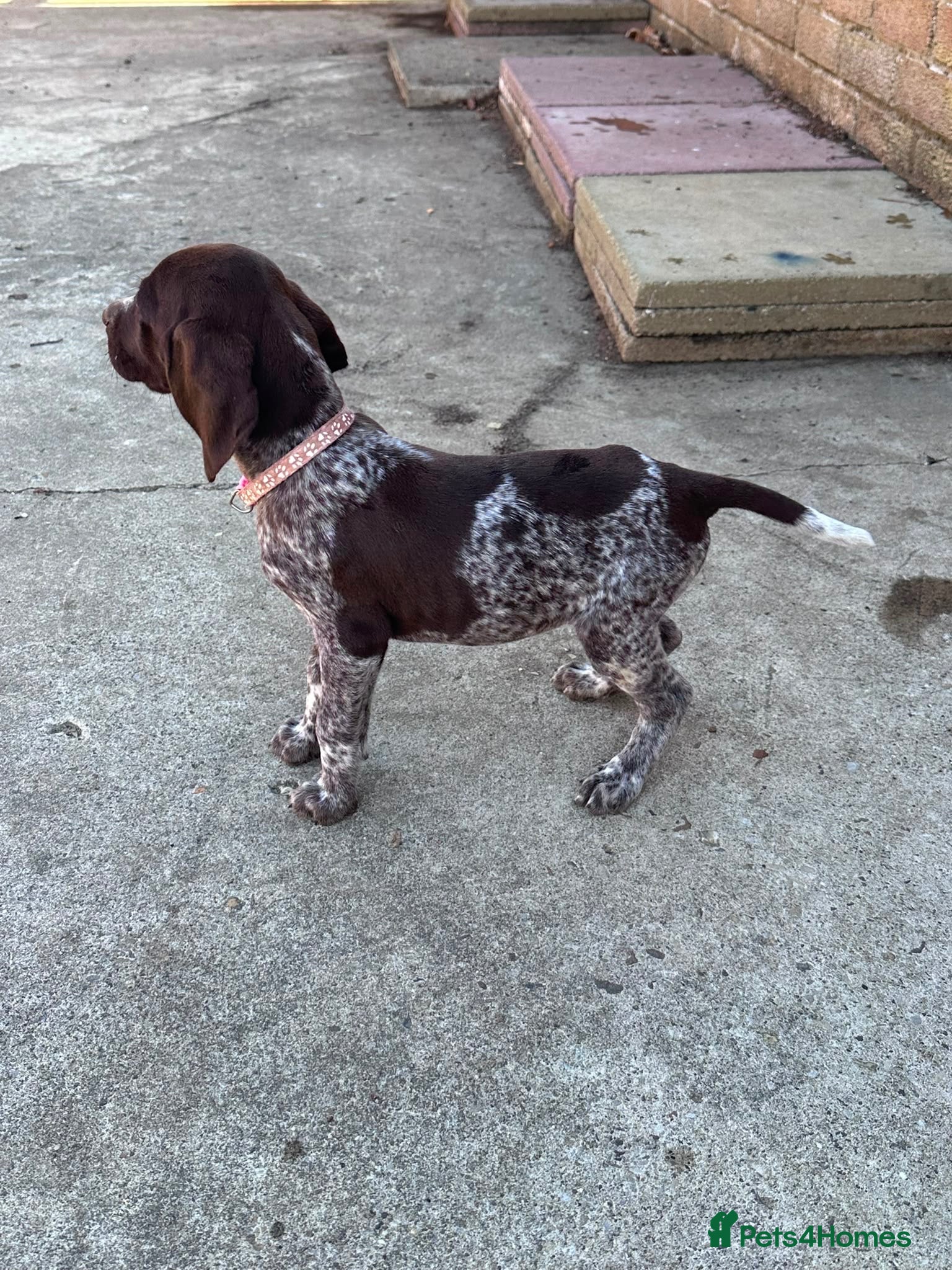German Shorthaired Pointer dogs Beautiful German Shorthaired Pointer Pups - Advert 2