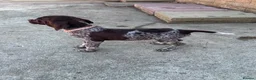 German Shorthaired Pointer dogs for sale: 1 Beautiful German Shorthaired Pointer Pup - Advert 16