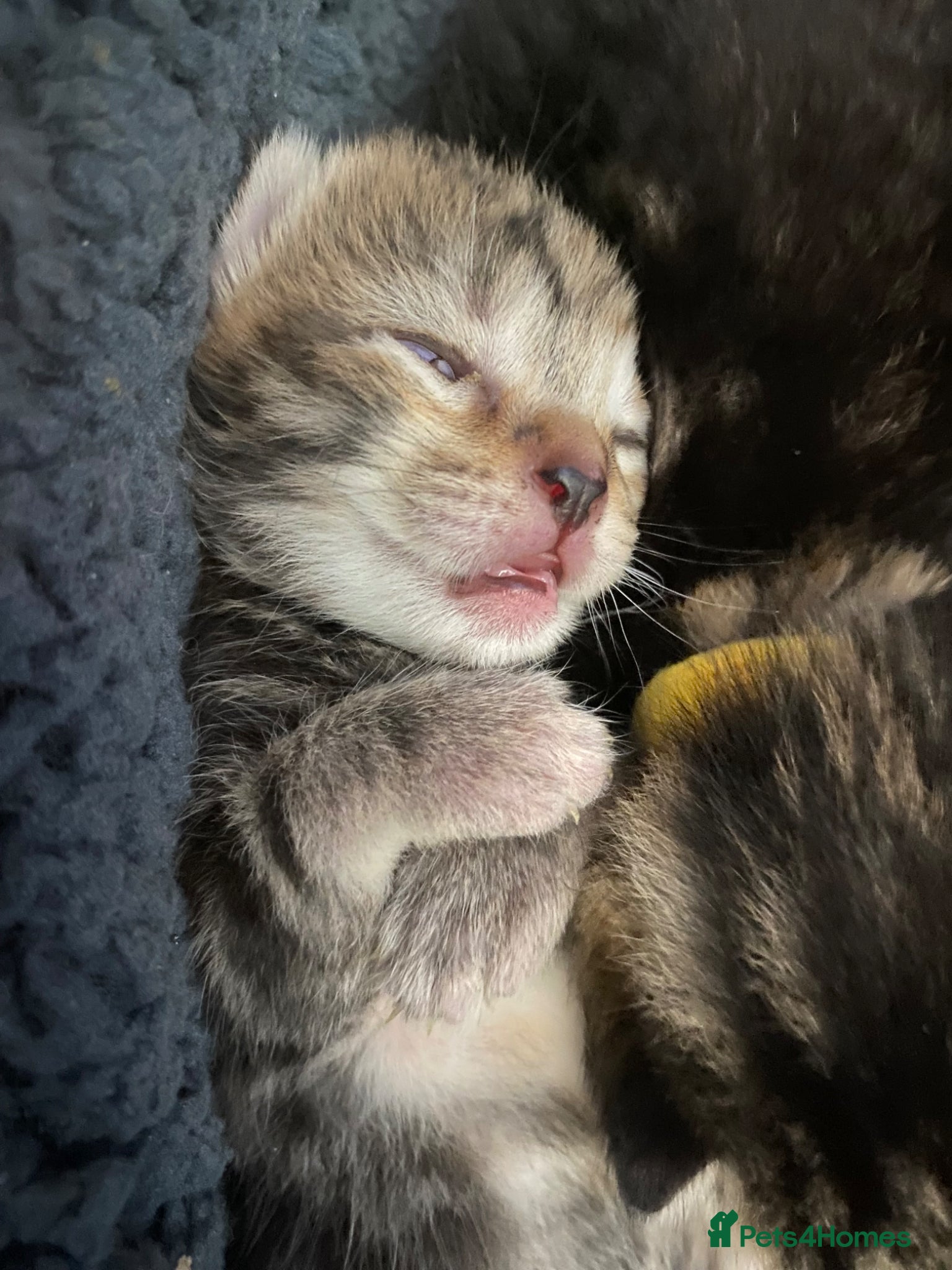 Mixed Breed cats Beautiful marbled kittens - Advert 3