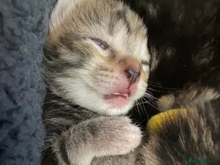 Mixed Breed cats Beautiful marbled kittens - Advert 3