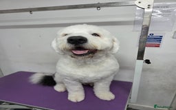Old English Sheepdog dogs for stud: 2 Yr old old English for stud  - Image 3