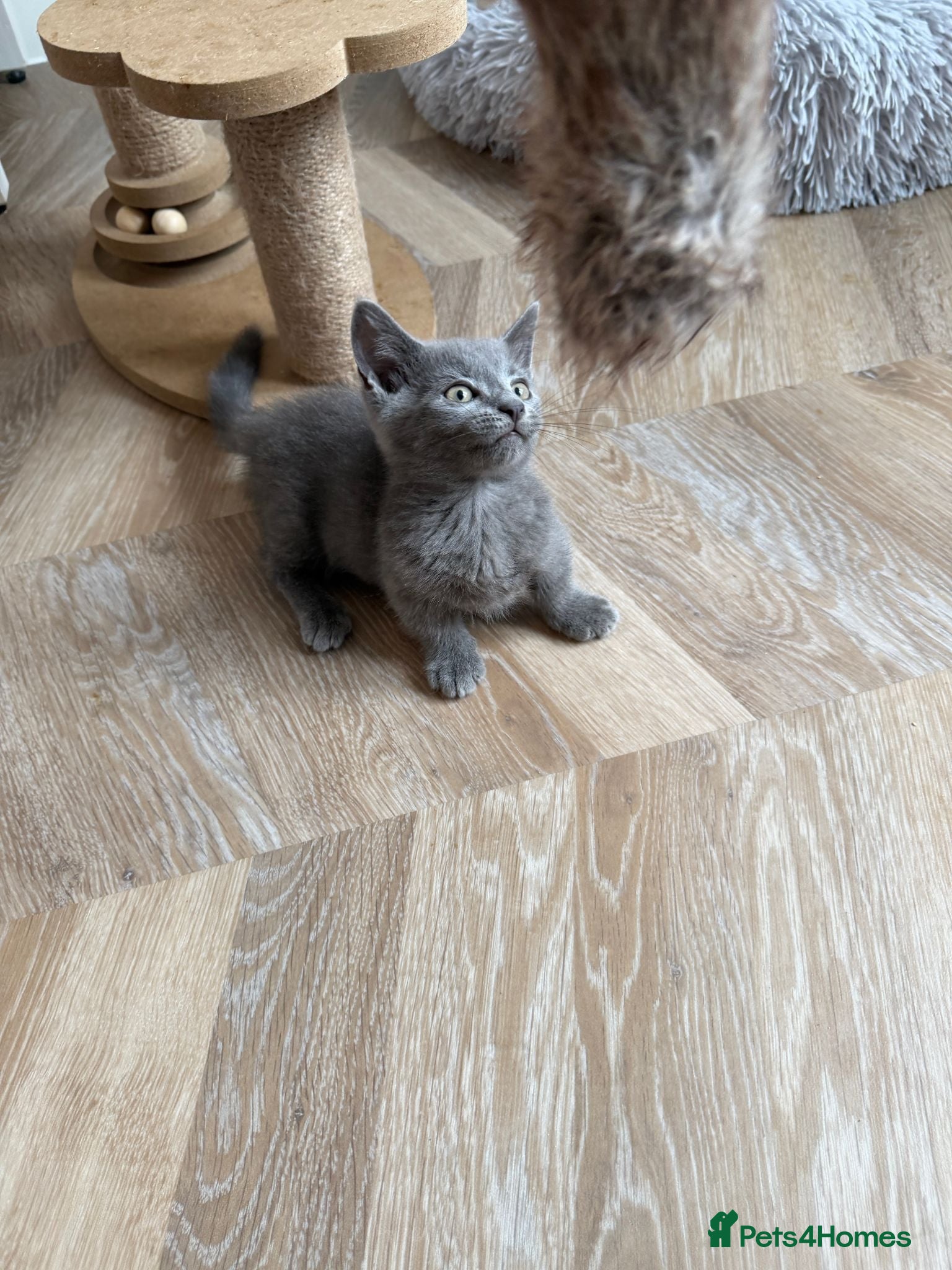 Munchkin cats SHOW-QUALITY MINUET MUNCHKINS SUPER SHORT LEGS - Advert 2