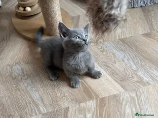 Munchkin cats SHOW-QUALITY MINUET MUNCHKINS SUPER SHORT LEGS - Advert 2