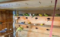 Budgerigars birds for sale: Budgies  - Image 7