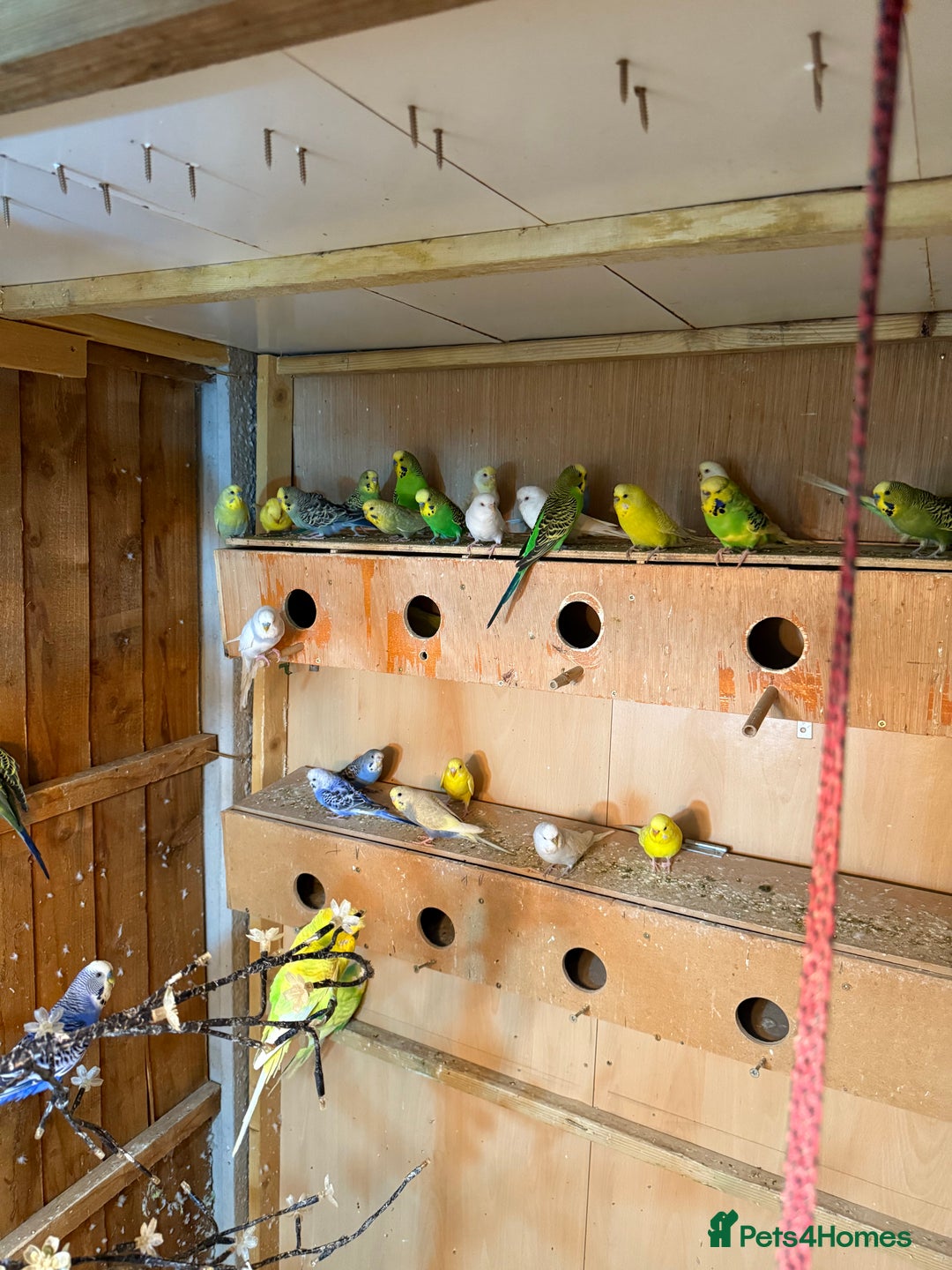 Budgerigars birds for sale: Budgies  - Image 7