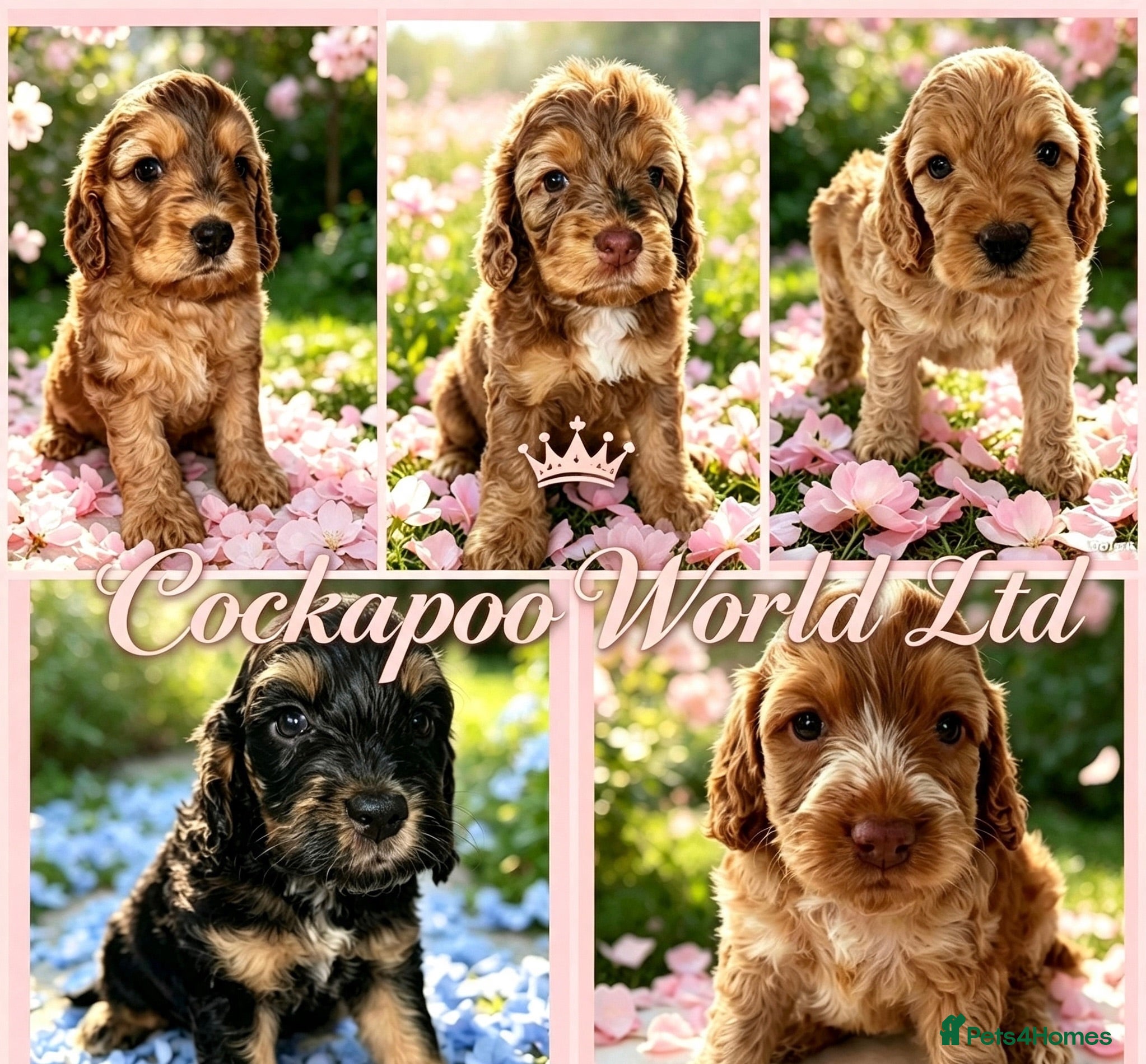 Cockapoo dogs DNA CLEAR, stunning Cockapoos Ready 18th September - Advert 11