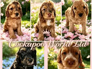 Cockapoo dogs DNA CLEAR, stunning Cockapoos Ready 18th September - Advert 10
