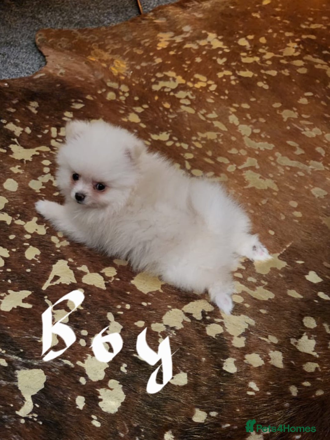 Pomeranian dogs for sale: K C registered beautiful Pomeranians - Advert 15