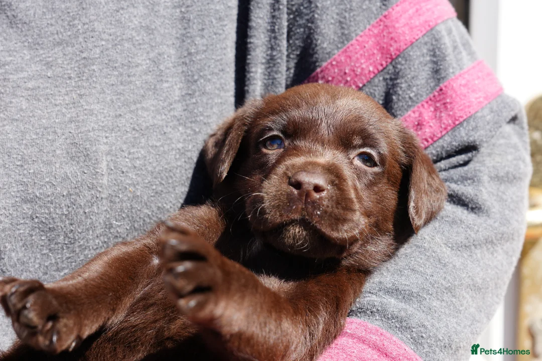 Labrador Retriever dogs for sale: Chocolate Labrador puppies Kc reg health tested - Advert 26