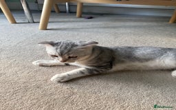 Scottish Fold cats for sale: British Shorthair and Scottish Fold - Image 21
