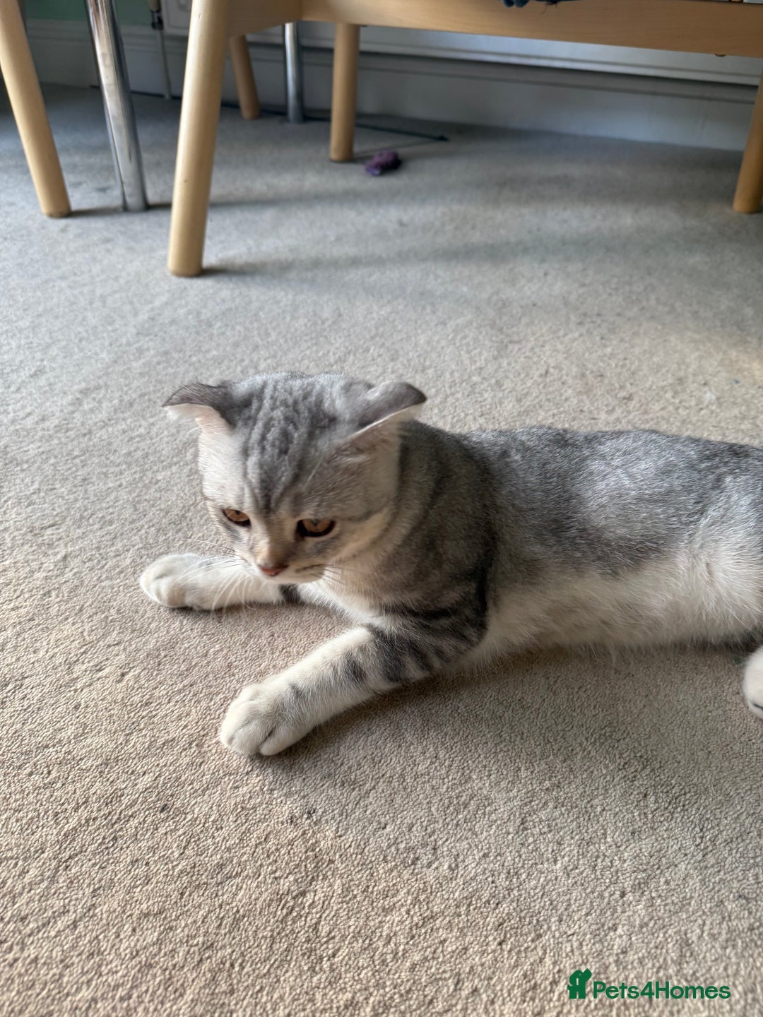 Scottish Fold cats for sale: British Shorthair and Scottish Fold - Image 21
