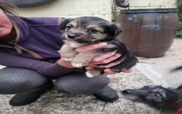 Jackapoo dogs for sale: Super Cute Jackapoo babies - Image 12