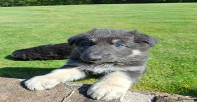 German Shepherd dogs - Advert 1