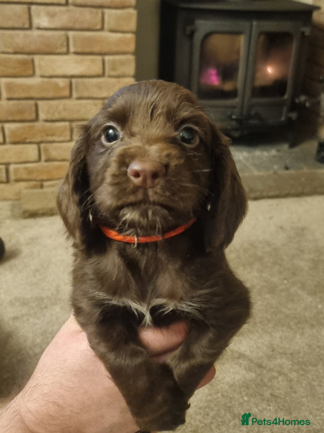 Cocker Spaniel dogs for sale: Gorgeous Working Cocker Boys - Advert 16