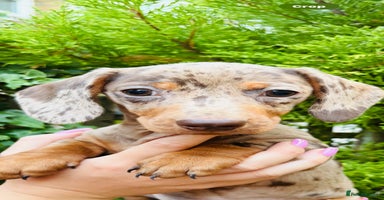 Miniature Dachshund dogs - Advert 5