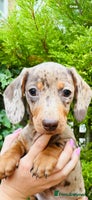 Miniature Dachshund dogs - Advert 6