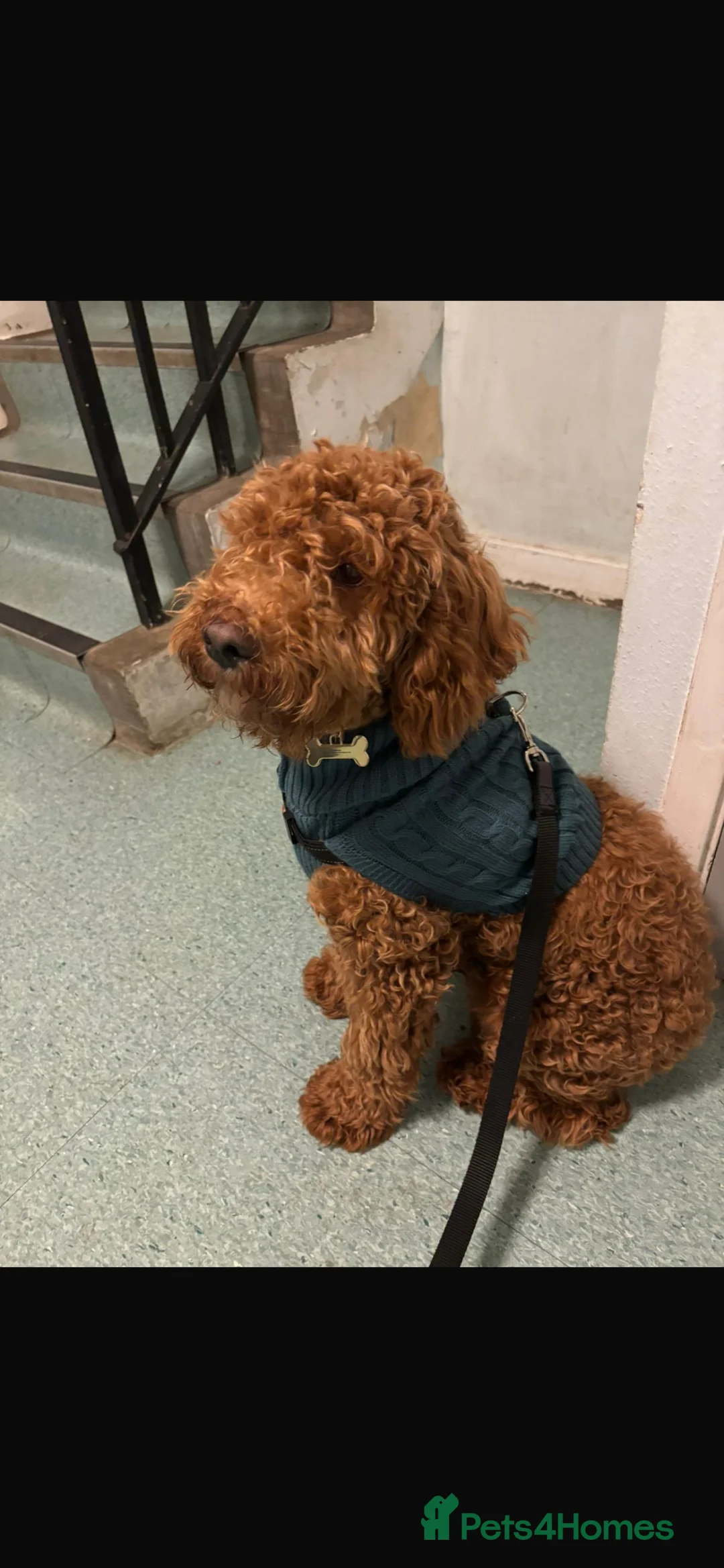 Cockapoo dogs for sale: Male Cockapoo  in Brighton - Advert 1