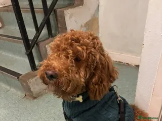 Cockapoo dogs Male Cockapoo in Brighton - Advert 1