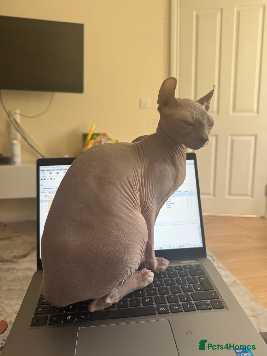 Sphynx cats for sale: TICA ACTIVE QUEEN🐈‍⬛ - Advert 4